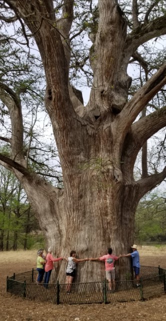 Champion Big Trees Tour