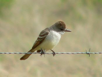 birding photos