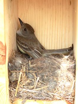 birding photos