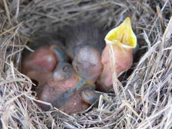 birding photos