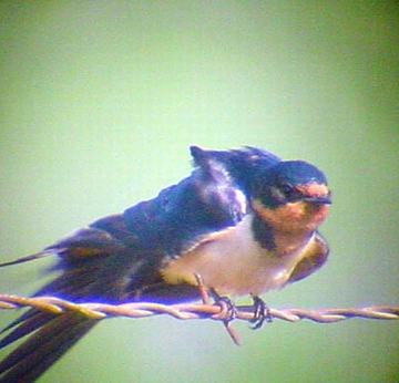 barn swallow