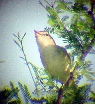 Bells Vireo