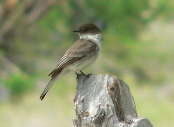 birding photos