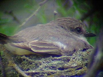 F Vermilion Flycatcher