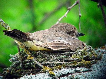 Hill Country Adventures - Birding, Kayaking