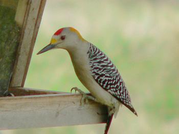 birding photos