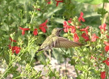 birding photos