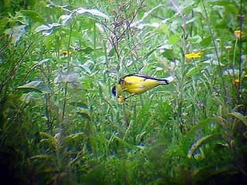 Lesser Goldfinch