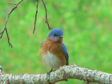 birding photos