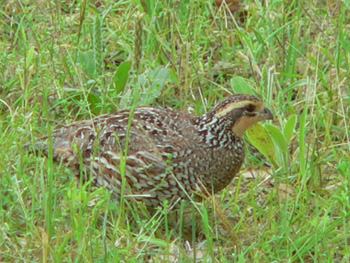 birding photos