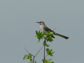 birding photos