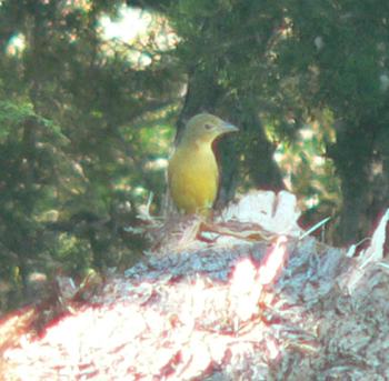 birding photos