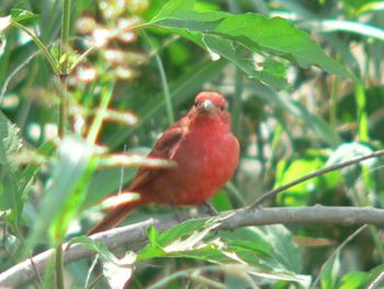 birding photos