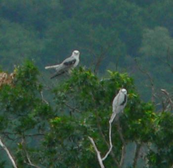 birding photos